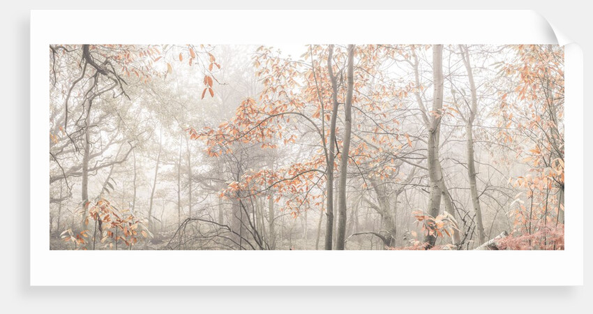 MIsty forest by Assaf Frank